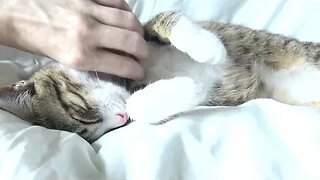 Cute Little Cat Purrs and Stretches