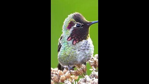 Anna's Calyptus is a hummingbird species that lives on the west coast of North America