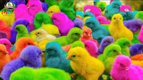 Tangkap Ayam Lucu, Ayam Warna Warni, Ayam Rainbow Gokil, Kelinci, Kucing Lucu, .