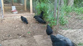30 seconds of chickens part 16 first day to roam