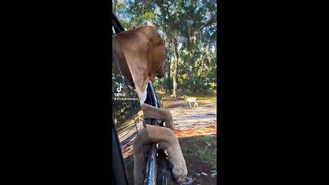 GIANT PitBull wants to be friends with local deer! 🦁👋🏻🦌