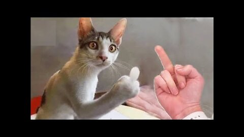 Super Pets Cats Angry Reaction-Videos and funny clips | WOW