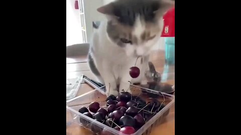 funny cute cats.😻 very interesting video