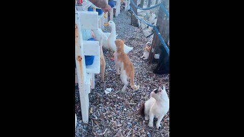 Cats and ducks waiting to eat 🦆🐈 2022 #rumbleshorts videos #viral