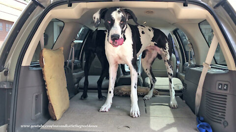 Funny Great Danes Can't Wait To Get Into The SUV And Go For A Car Ride