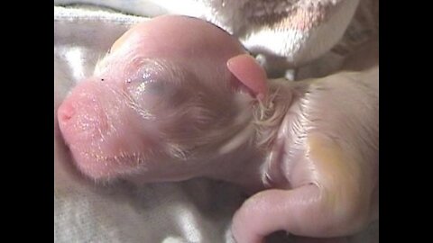 PART-2 of dog birth 🥺🥺💕