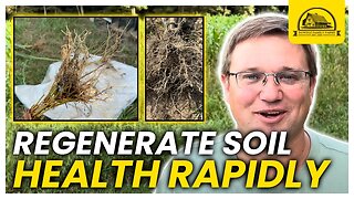 Cover Crops: Best Way to Regenerate Soil Health Quickly