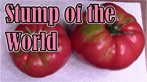 Tomato Review: Stump of the World