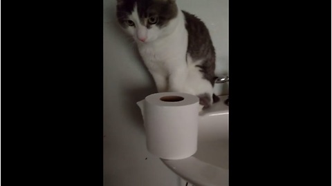 Arrogant cat repeatedly knocks over toilet paper roll
