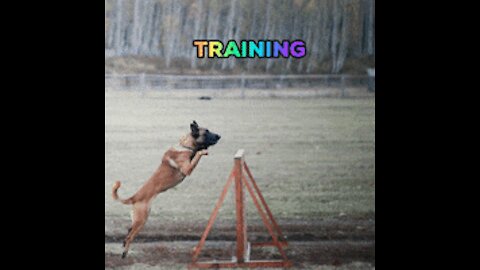 Dog raining basics understanding