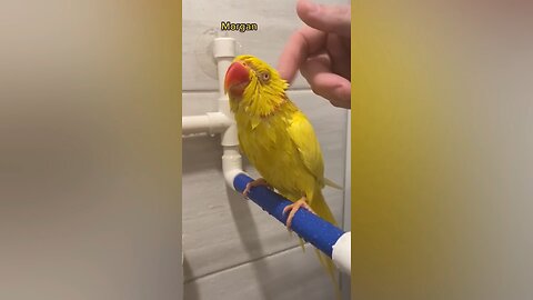 The bird is bathing