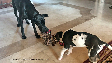 Talkative Puppy and Great Dane Want the Same Stuffed Toy