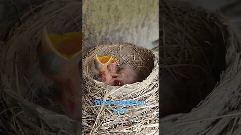 Baby birds on the farm truck wheel #babybird #nest #nature