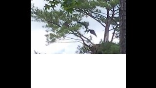 Bald eagles actively playing in the nest.