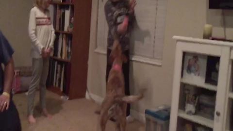 Excited Dog Jumps To Fetch Ice Cream Shaped Yo-Yo