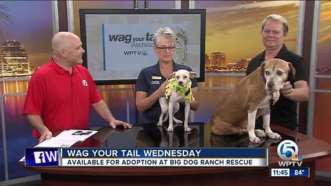 Wag Your Tail Wednesday: April and Dimond each need a "FURever" homes