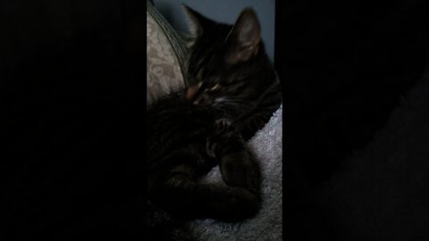Life of Trigger the Kitty: Silly videos of a crazy alien cat 6