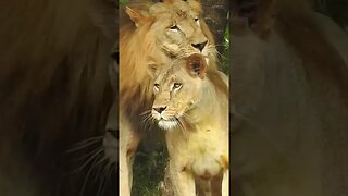 Relaxing Music Animal World Lions