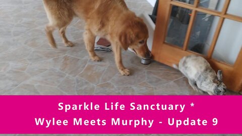 Wylee Meets Murphy - Update #9