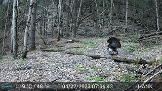 Wild Rainbow Trout and Trail cam