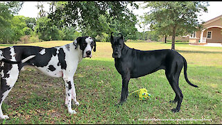 Funny Great Danes Playing Catch Will Make You Laugh