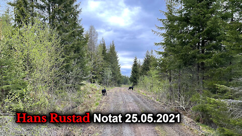Skogpod 25. mai: NRK viser farge