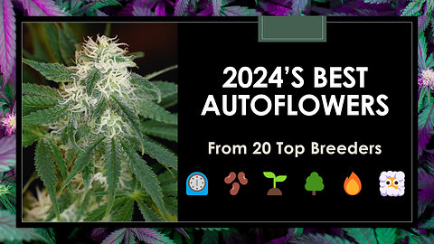 2024's Best Autoflower Seeds: Top 20 Strains