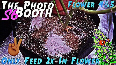 The Photo Booth S6 Ep. 11 | Flower 4 & 5 | How I Feed Only Twice During Flower