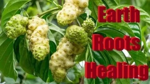 Noni Fruit - Superfood - 10 Superb Health Benefits !!!