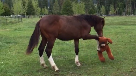 This Horse Loves Playing With Stuffed Animals!