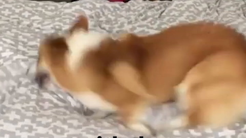 Pet of the Week: Nugget the Corgi