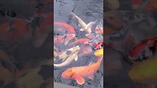 Beautiful koi fish #koipond #aquaponics