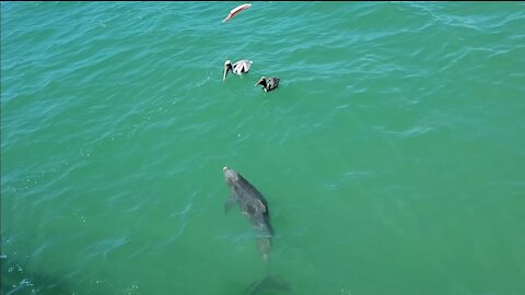 Dolphins at Naples Pier