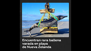 Descubren en Nueva Zelanda rara ballena con dientes en forma de pala