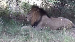 Les lions peuvent parfois être friendly!