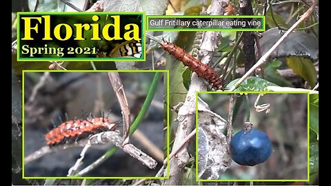 South Florida Spring 2021 Nature Video.