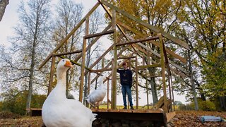 Let's Build ROOF Framing for Bird COOP