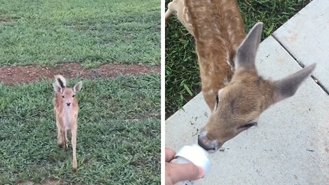Baby deer comes out every morning and evening to her name