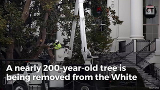 MSM Blames Melania for WH Tree Coming Down