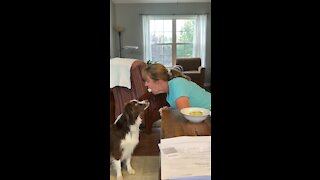 Australian Shepherd loves banana’s!