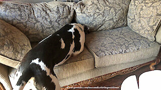 Great Dane searches sofa for his new toys