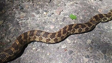 Close Call With a Huge Snake During Hike 🐍