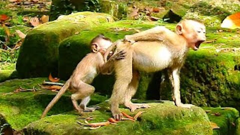 😂😍Tiny baby monkey Mariel makes baby Rojo surprise, So funny baby monkey😂😍
