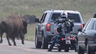 Bison violently charges vehicle in the US