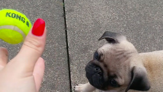 Pug Puppys first time playing fetch