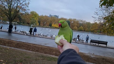 Hand feeding parrots in Hyde park, London.