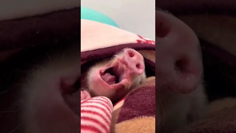 piglet collapse 🤣 after a sweet bath 🚿 #shorts #funny #2022