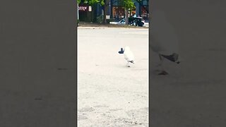 Seagul eats pigeon. Urban Wildlife.#nature#birds#predators