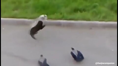 Two crows make and watch cats fight.