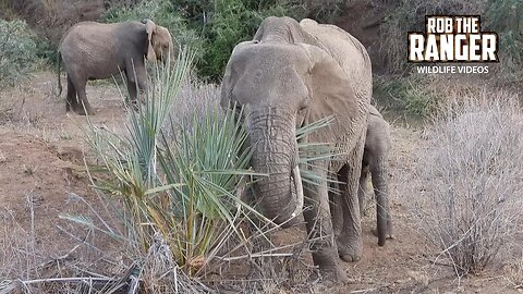 Elephant Family | Buffalo Springs | Zebra Plains On Tour